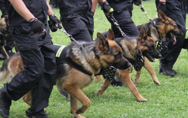 高端隨身警犬護衛